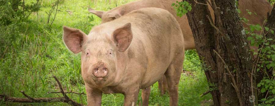 Pork prepared by New Pastures Butchers