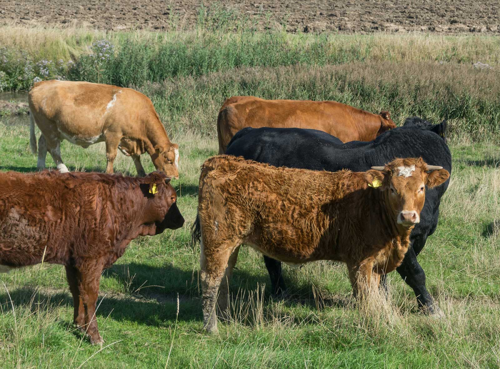 Cattle grazing, representing New Pastures Butchers' farming and field to fork provenance